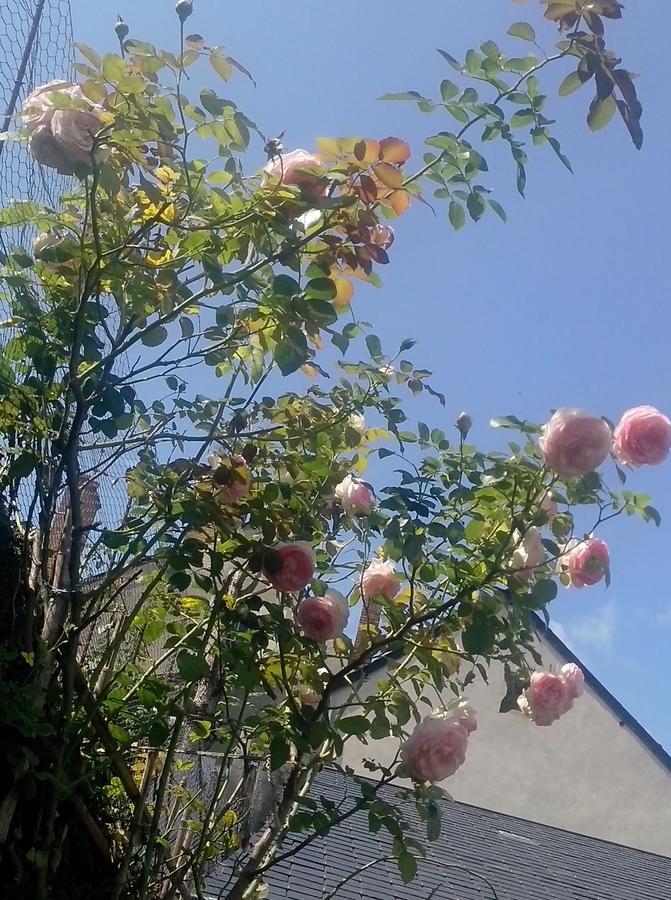 Le Petit Jardin Yoyo Monts Exterior foto